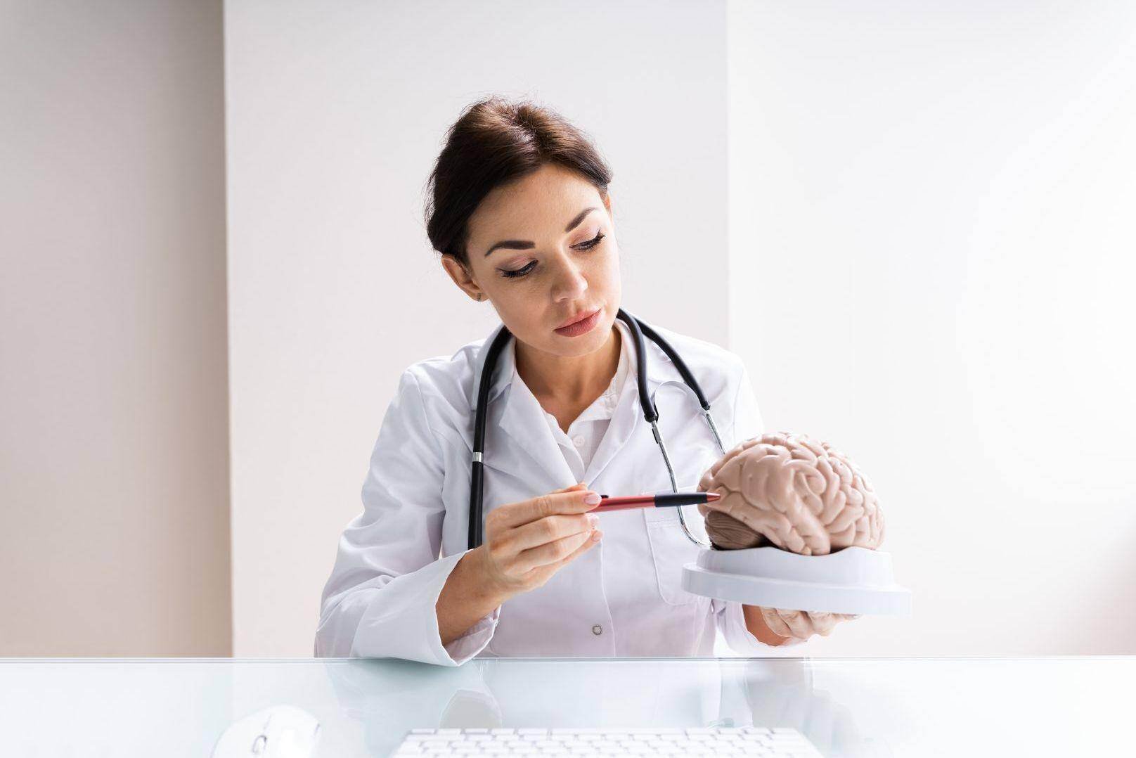 A car accident neurologist pointing out an issue on a brain sculpt in Lakewood, Ohio